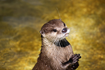 Otter (Lutrinae)