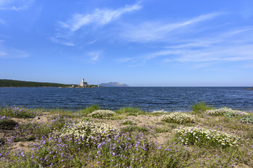 Coast with flowers and Bocca Lighthouse in the background, Lido del Sole beach, Olbia, Sardinia, Italy