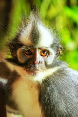Portrait of Thomas leaf monkey in Gunung Leuser National Park, Bukit Lawang, Sumatra, Indonesia