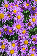 Blooming Alpine Aster (Aster alpinus)