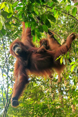 Female Sumatran orangutan with a baby hanging in the trees, Gunung Leuser National Park, Sumatra, Indonesia © donyanedomam