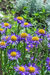 Blooming Alpine Aster (Aster alpinus)