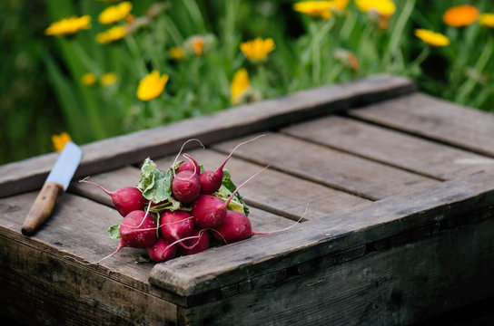 Fresh radish on a wooden box in the home garden. Green background from flowers and grass. Organic fresh vegetables.