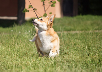 welsh corgi pembroke in the open air