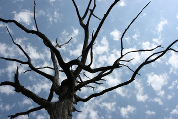 Dead English oak canopy against a blue sky