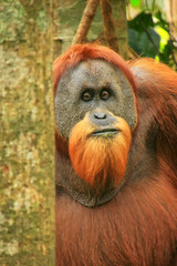 Portrait of male Sumatran orangutan in Gunung Leuser National Park, Sumatra, Indonesia