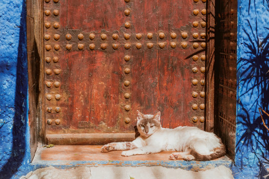 Beautiful stray cat sleeps on the streets of Morocco - Powered by Adobe