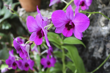 Orchid Beauties