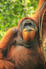 Male Sumatran orangutan sitting in a tree in Gunung Leuser National Park, Sumatra, Indonesia