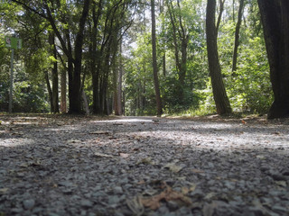 waldweg