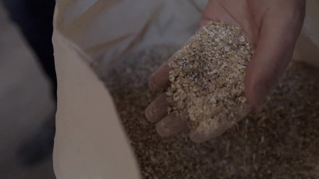 Dry malt beans ready to be used to brew the beer or the pure light or dark malt whiskey. concept of healthy and wholesome ingredients. malt of barley for craft beer