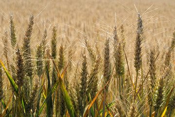 Kornfeld - Stockfoto