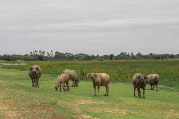 Naklejka na ściany i meble Buffalos walking and eating in the green field.Buffalos standing on green grass at and looked the camera.