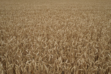 Kornfeld - Stockfoto