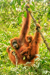 Female Sumatran orangutan with a baby hanging in the trees, Gunung Leuser National Park, Sumatra,...