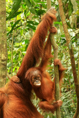 Baby Sumatran orangutan next to its mother n Gunung Leuser National Park, Sumatra, Indonesia