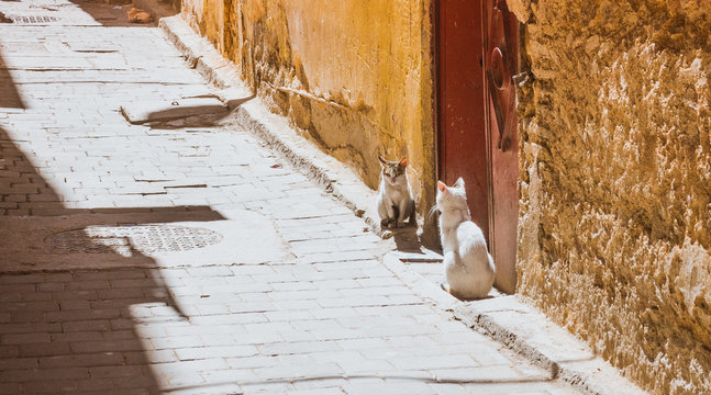 Beautiful stray cat sleeps on the streets of Morocco