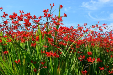 Red flowers with blue sky on a background