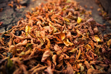 Background of a pile of autumn leaves.