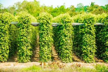 Pepper Garden Farm, Phu Quoc Island in Vietnam