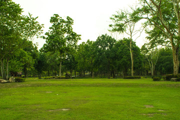 amazing tree background, green nature landscape with sky, defocused