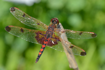 Orange Dragonfly