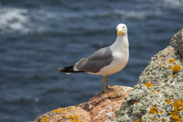 seagull standing on a rock