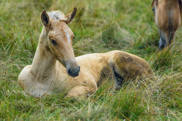 portrait of a horse lying on the grass close up