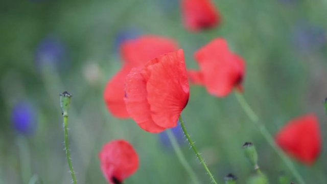 Red poppies field, remembrance day symbol