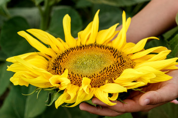 Close-up of a sunflower in children's hands. Sunflower flowering. Sunflower natural background.