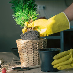 The gardener transplants a roomy thuja into a new pot