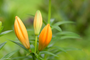 Buds of orange Asian lily about to open