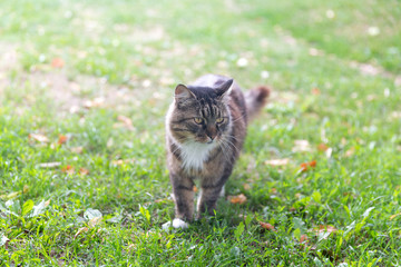 Naklejka na ściany i meble Cute cat walking in the garden in summer