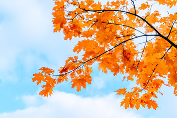 Colorful autumn leaves