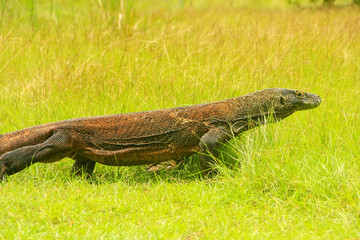 Komodo dragon walking on Rinca Island in Komodo National Park, Nusa Tenggara, Indonesia