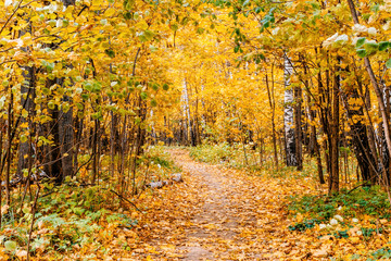Obraz premium Path in a forest with colorful autumn leaves