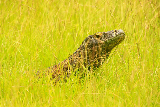 Portrait of Komodo dragon lying in grass on Rinca Island in Komodo National Park, Nusa Tenggara, Indonesia