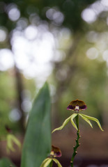 Focus on Black Orchid