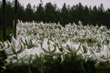 Christmas Tree Harvesting