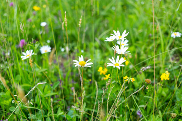 daisies on the summer meadow. summertime blossom
