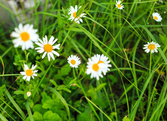 daisies on the summer meadow. summertime blossom