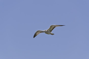 Obraz premium Gull in flight