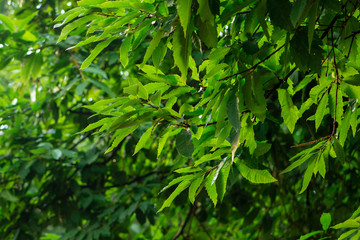Fototapeta na wymiar Green leaf of tree