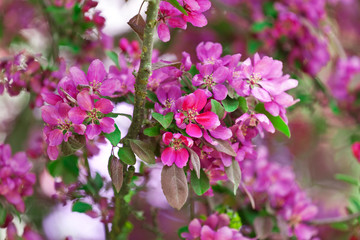 Blühender Zierapfel im Frühling