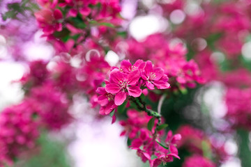 Bl&uuml;hender Zierapfel im Fr&uuml;hling