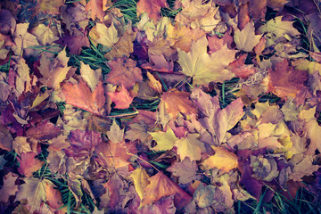 Pattern with colorful leaves