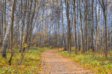 Fototapeta premium Path in a forest with colorful autumn leaves