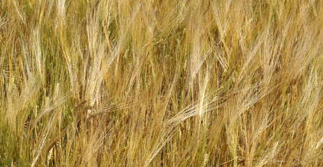 Golden barley field before harvesting. Beautiful. 