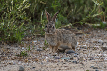 Naklejka na ściany i meble Cute and furry bunny on the trail.