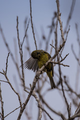 Adorable little red and yellow finch perched on branch while preening under his spread wing.